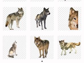 企业动物,创新与发展的活力源泉