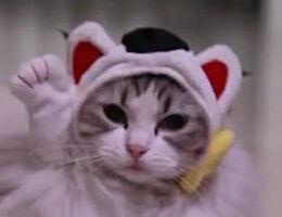 戴帽子的猫,揭秘神秘喵星人的奇幻之旅